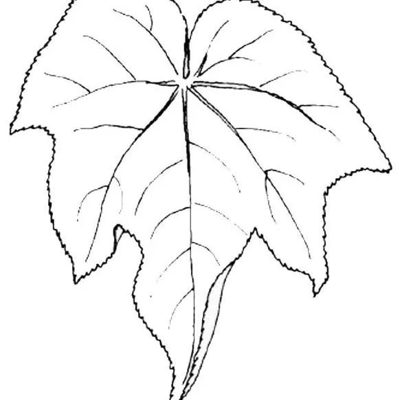 thumbnail for publication: Dombeya spp.Tropical Snowball
